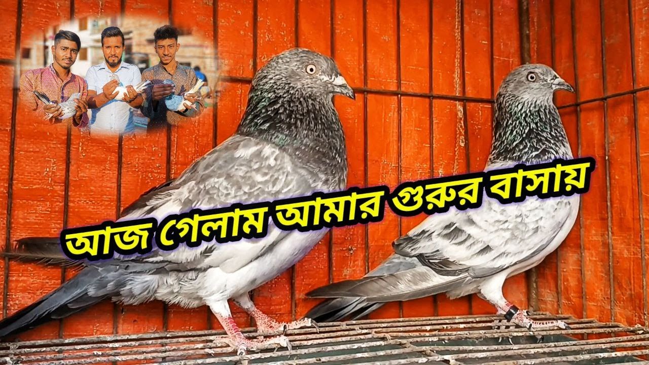 আজ অসাধারণ কিছু কবুতর দেখাবো আপনাদের🥰 | Miraj Pigeon & Pets