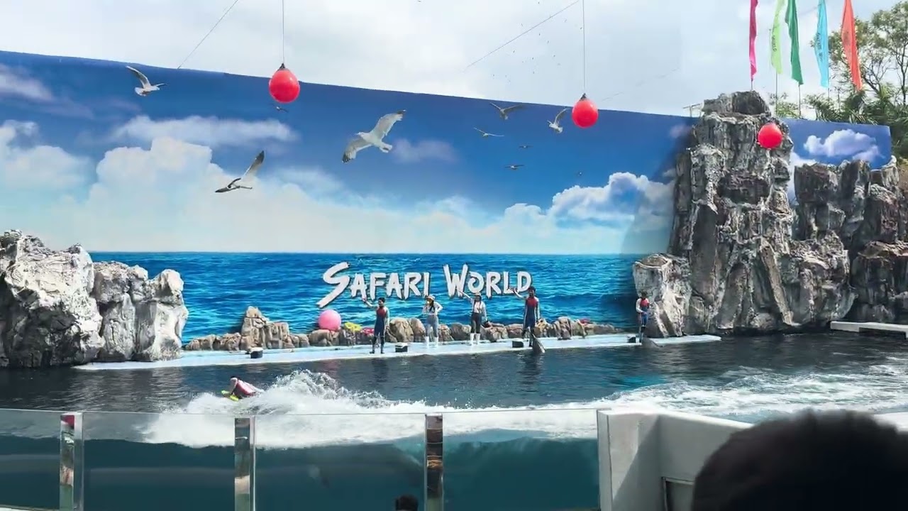 Thailand dolphin show 