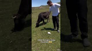 Eleninin Boncuğunu Yaylaya Kaçurduk Şacakbudeniz Çfurtuna Şfet Çari