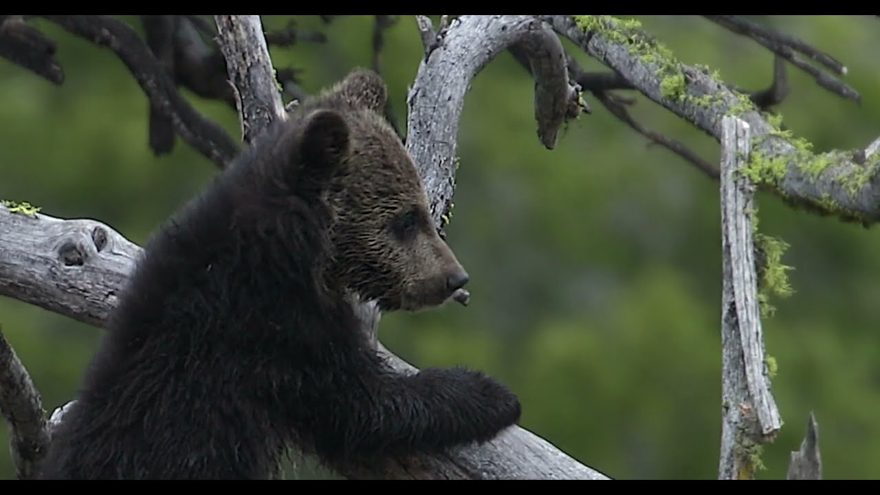 Grizzly Bear Tiny Cub-Rare 8K Closeup-Wildlife Photography-Jackson Hole/Grand Teton/Yellowstone
