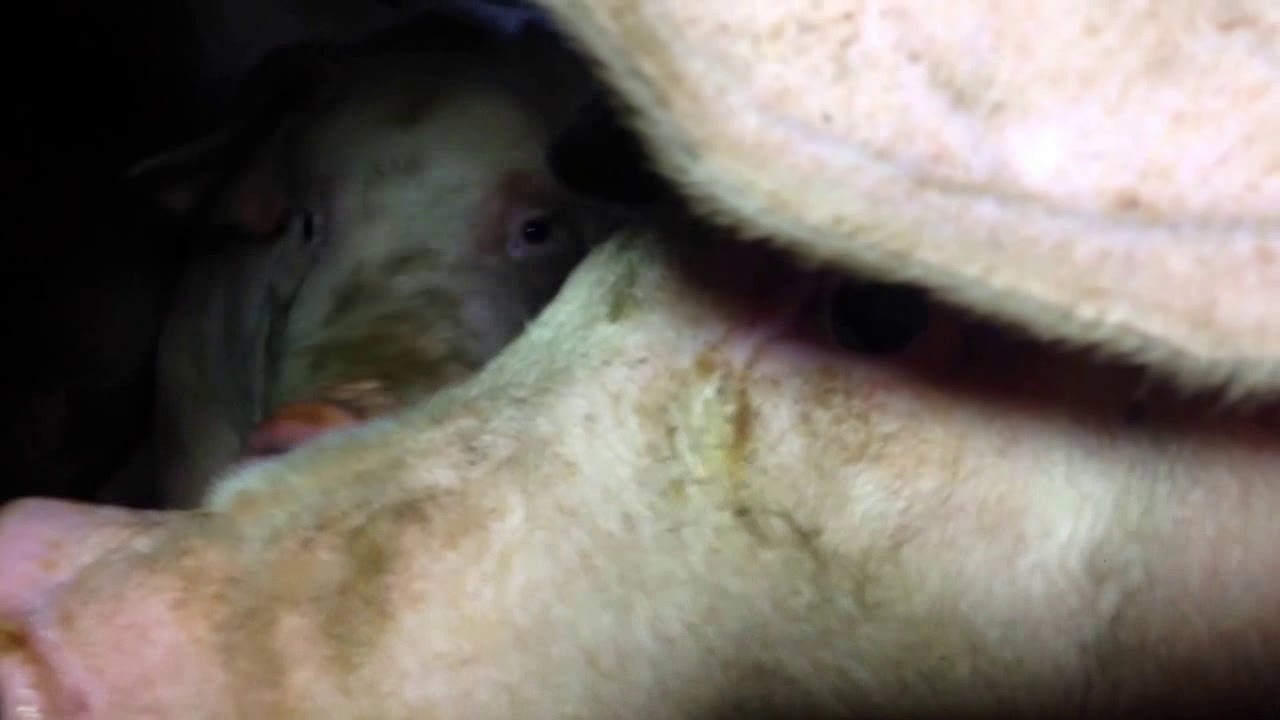 Pig Vigil with L.A. Animal Save