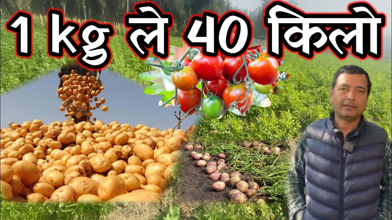 मिश्रित तरकारी बाली लाउदा  मनग्ये आम्दानी गर्दैछु!