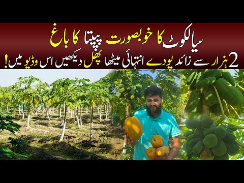 Papaya Garden In Sialkot Papita Ka Bagh Sialkot Sialkot Plus 