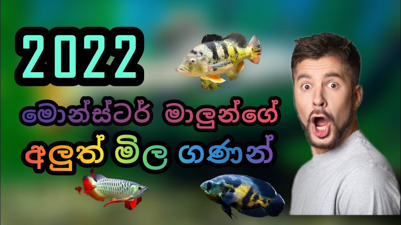 Monster Fish price Sri lanka දැනට ලංකාවේ Monster Fish මාලුන්ගේ නවතම මිල