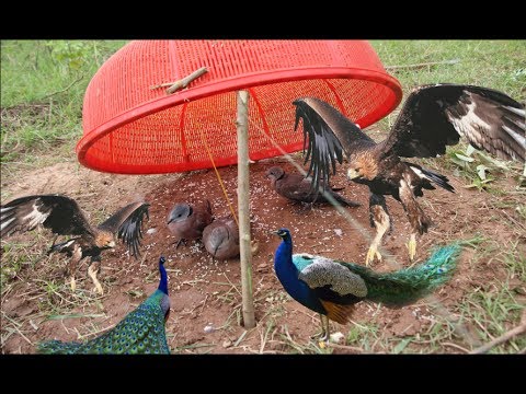 natural life mugs Smart boy use electric lattice guard bird trap 2017