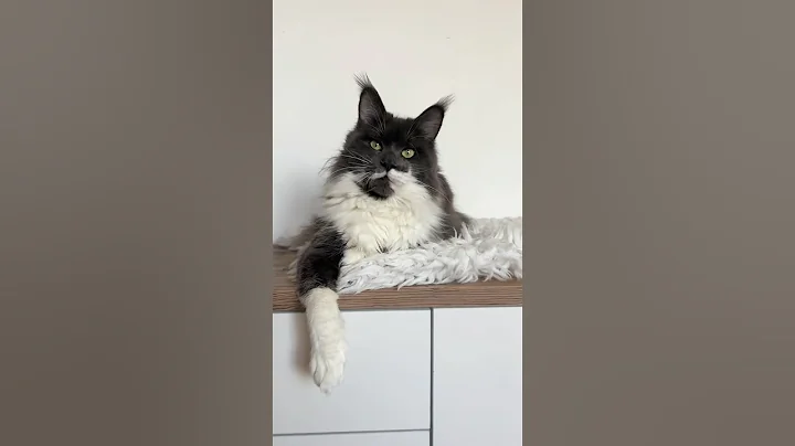 Watch the video about My beautiful Maine Coon girl😻🥰 #mainecoon #cat #inlove #cute #tiktok #cattery