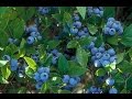 How to grow Blueberries
