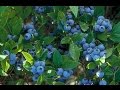 How to grow Blueberries