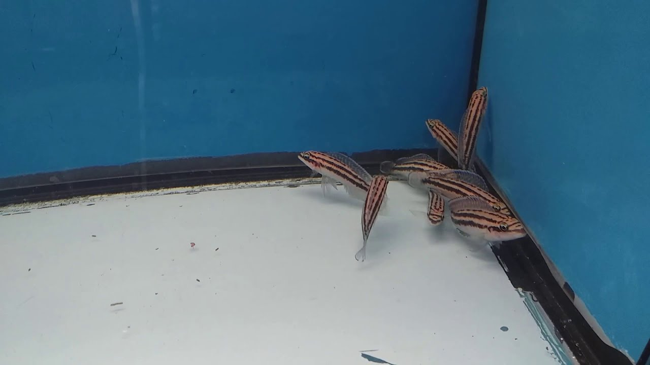 JULIDOCHROMIS DICKFELDI