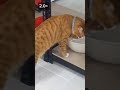 물 찍먹해서 먹는 고양이! (찍먹냥이)#찍먹 #부먹 #고양이 #길냥이 #냥줍 #개냥이