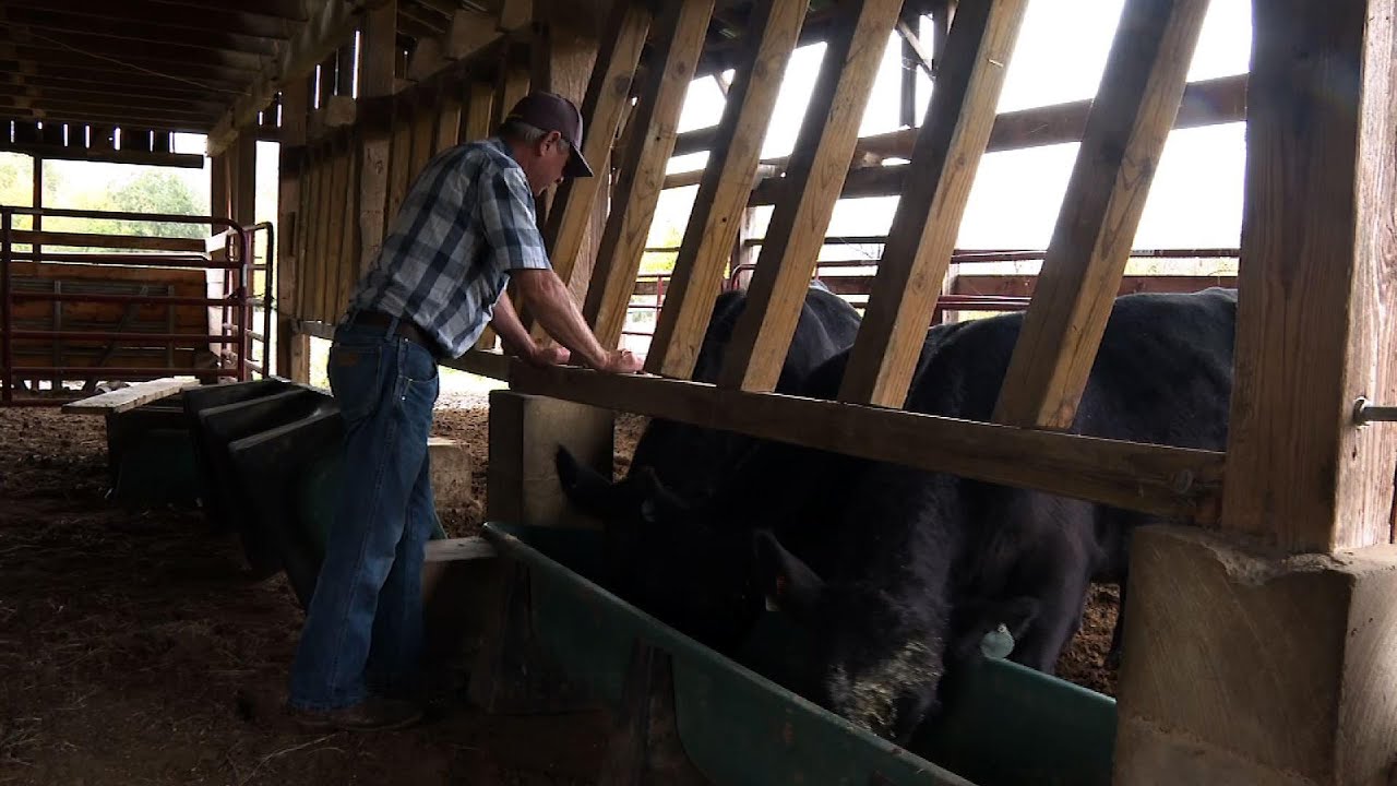 Southern farmers vote to back Trump, trade policy