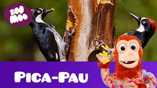 que barulho é esse (Pica-Pau)