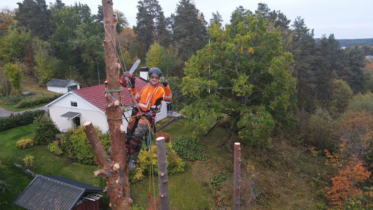 Tree Climbing Arborist Molkom Sweden 2022 YouTube