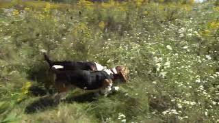 Northern WV Beagle Club Gun Dog Brace Trial Oct. 1st. Big Males For The Win