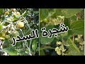 اسرار و معلومات عن شجرة السدر لا يعرفها الكثيرون 