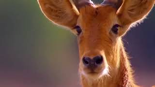 Baboon saves impala from Hungry Lion