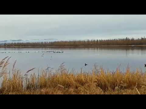 Video: Divas Radioraidītāju Piestiprināšanas Metodes Un To Ietekme Uz Nebrīvē Garo Pīļu (Clangula Hyemalis) Izturēšanos Un Enerģētiku Ziemā