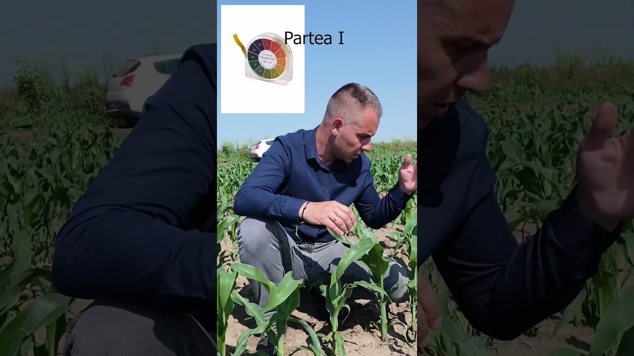 Ai pH acid în sol? Iată ce să faci! 💡Partea I 