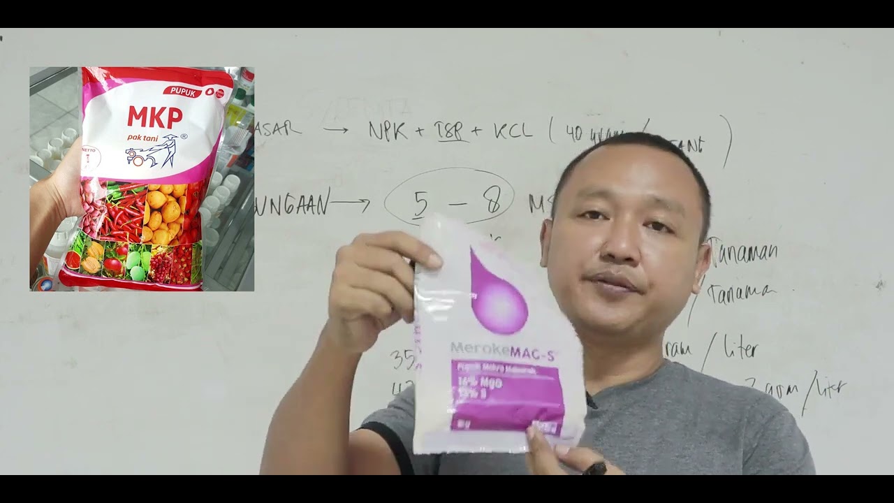 Pola pemupukan tomat agar berbuah lebat | video oemah tani tv