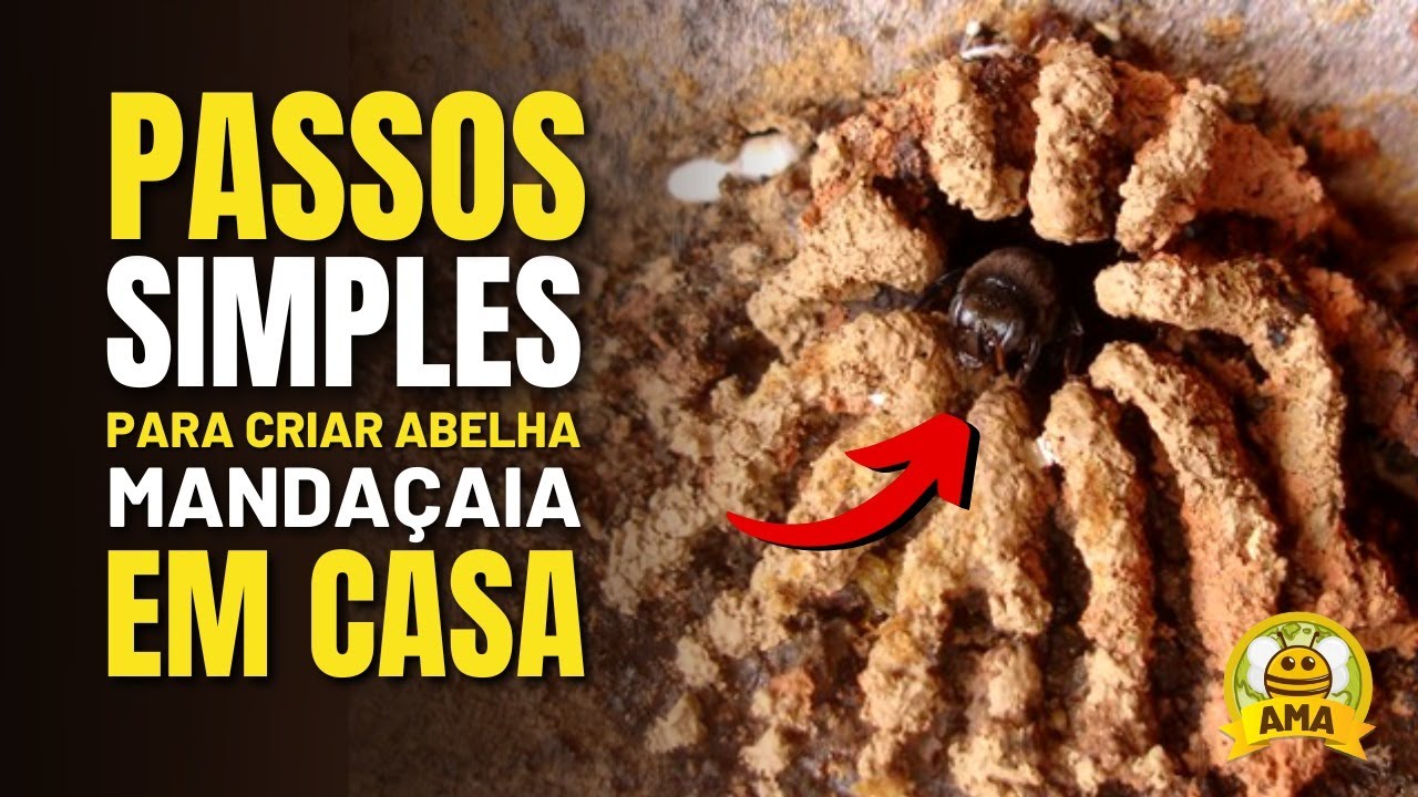 Como criar ABELHA MANDAÇAIA em CASA