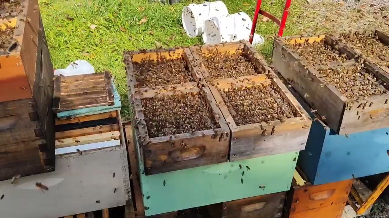 The best bee feeder made. Yes this is an opinion, but let me explain why.