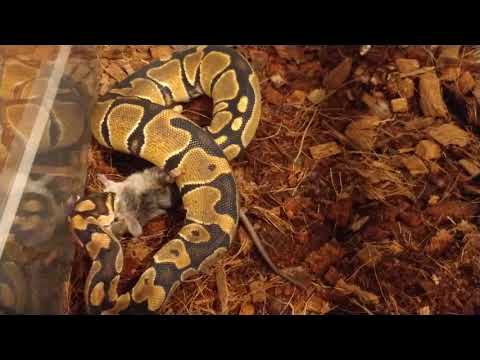 camera iphone 8 plus apk Luna Ball Python live feed