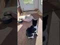 My cat part 3