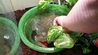 How To Handle Your Giant African Pixie Frog