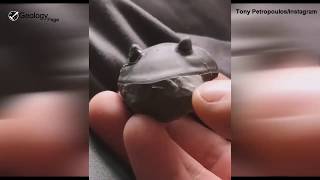 Isotelus Trilobite Fossil