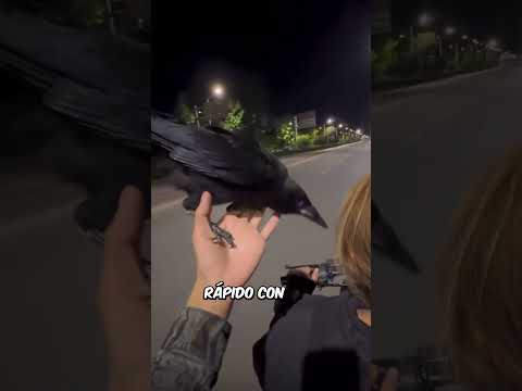 Sí tienes un cuervo nunca hagas esto