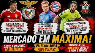 🔴 BENFICA EM ALERTA! DEDIC, PALHINHA E HARWOOD-BELLIS AGITAM O MERCADO