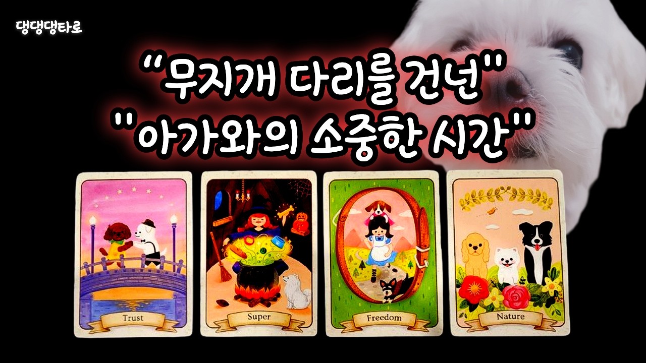 🐾 “펫과의 마지막 순간… 무지개 다리를 건너며 남긴 이야기”