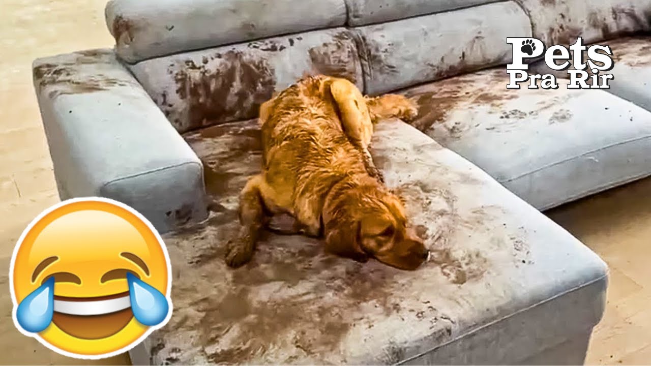 OS ANIMAIS MAIS ENGRAÇADOS FLAGRADOS PELAS CÂMERAS - #04