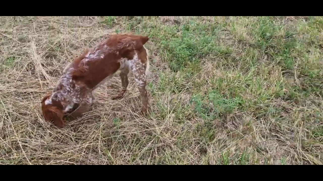 Cooper (9 1/2 mois) promenade à la pointe le 02/07/2025