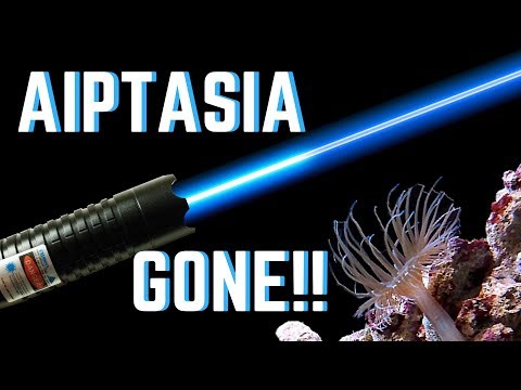 aquarium aiptasia laser removal