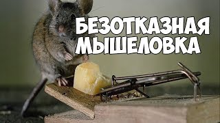 Как избавиться от МЫШЕЙ. Безотказная мышеловка. How to get rid of MICE failure trap