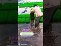 #ralo#agriculture#bestqualityinricetransplanters#farming#ralowalkbehandricetransplanter#agricultural