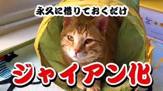 猫にトンネルを与えたら大変なことに！？