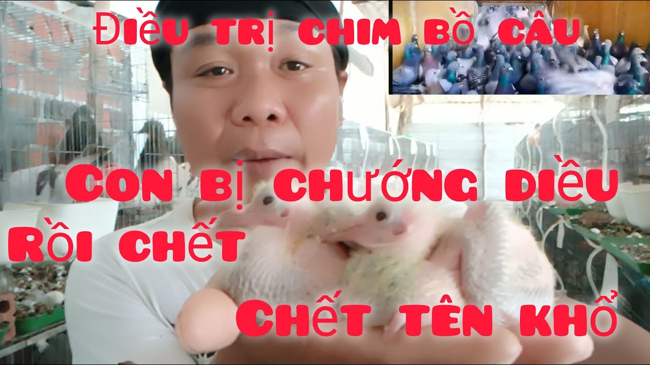 Truyệt chiêu điều trị chim bồ câu con bị chướng diều, rồi chết tên khổ, cách trị rất hiệu quả,