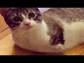 【感動】生まれつき二足しかない猫。必死に生きる姿に世界中が号泣。