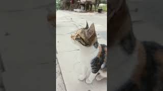 😳😳WHAT DID MY CAT SEE?🙀🌳!