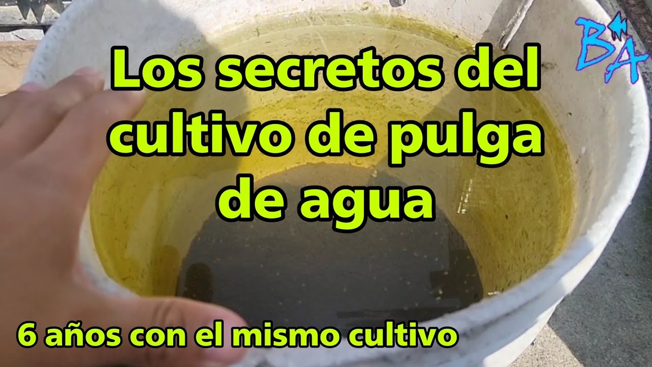 Cultivo de pulga de agua, los secretos