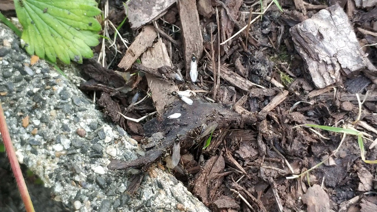 Lasius Niger Nuptial Flight | happy Anting!