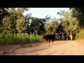 Strain Hunters Morocco Expedition by Green House Seed Co