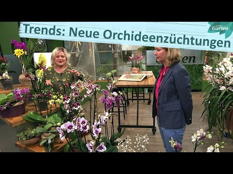 Video: Orchideenpflege Im Winter