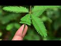 Moving Plant | Touch Me Not Plant |Plants Garden Channel.