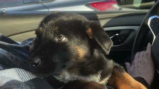 (ADOPTED) Chase- German Shepherd Available for Adoption in Virginia Beach, VA