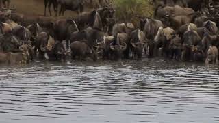 B.1 Crocodlie Attacks Wildebeest Along the Grumeti River