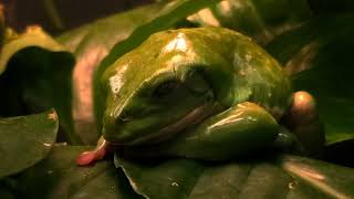 Mexican Dumpy Frog
