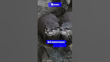 Почему выдры не толстеют? #научныйминимум #животные #выдры